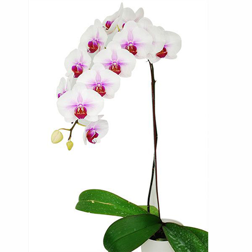 Phalaenopsis Pot Plant SRM1120 / 2