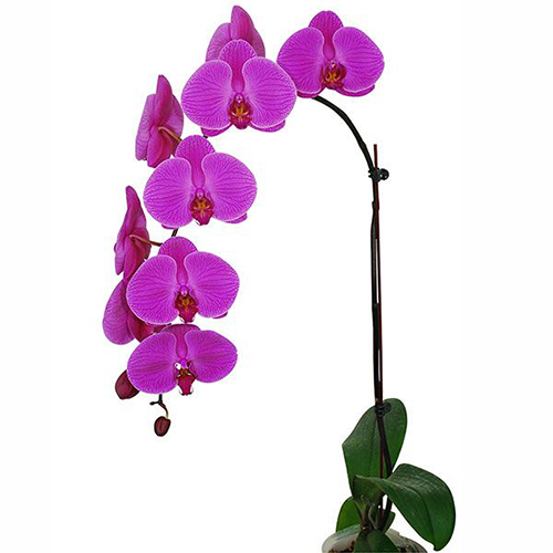 Phalaenopsis Pot Plant SRM1148 / 2