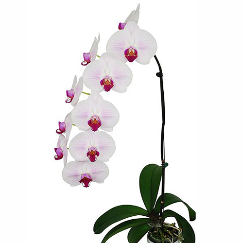 Phalaenopsis Pot Plant SRM1293 / 2