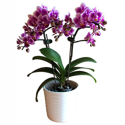 Phalaenopsis Pot Plant SRM1299 / 2