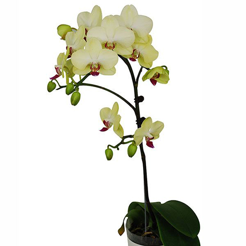 Phalaenopsis Pot Plant SRM1303 / 2