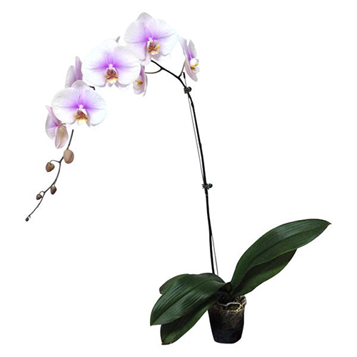 Phalaenopsis Pot Plant 039(CH) / 2
