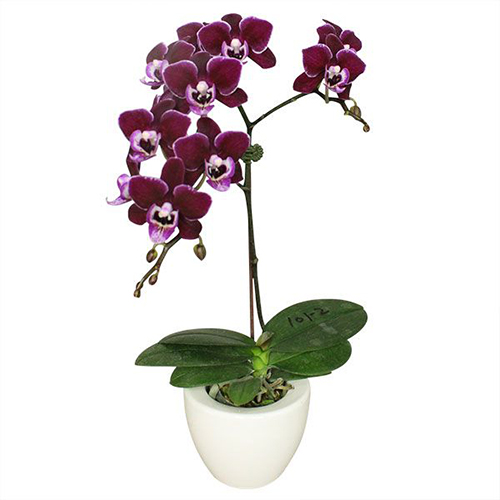 Phalaenopsis Pot Plant 101-2 / 2