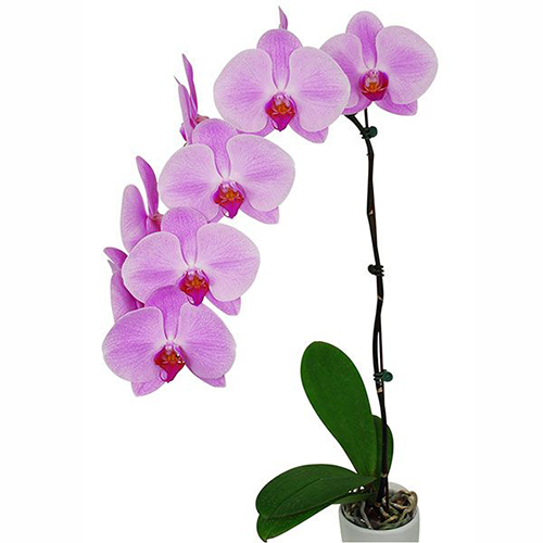 Phalaenopsis Pot Plant 243(CL) / 2