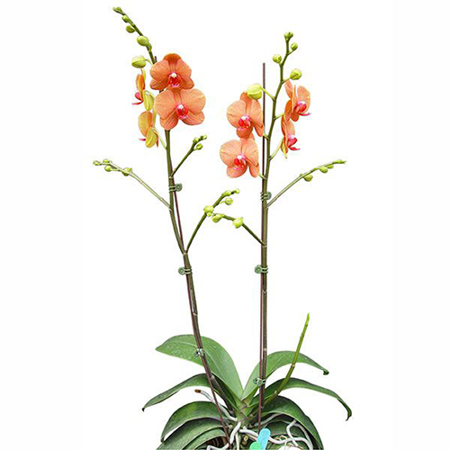 Phalaenopsis Pot Plant 1238(OX) / 2