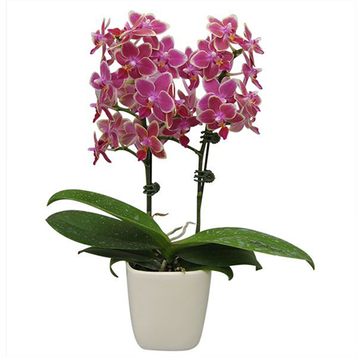 Phalaenopsis Pot Plant 1248(F) / 2
