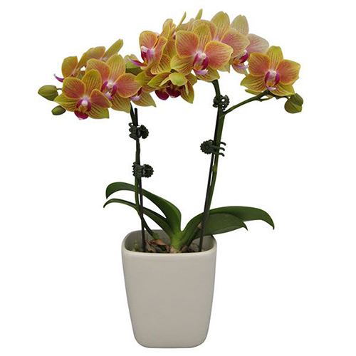Phalaenopsis Pot Plant 2059(F) / 2