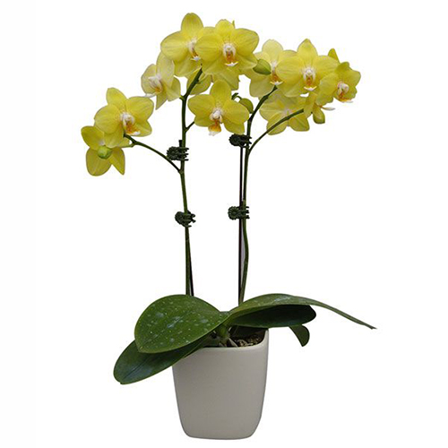 Phalaenopsis Pot Plant 2351(F) / 2