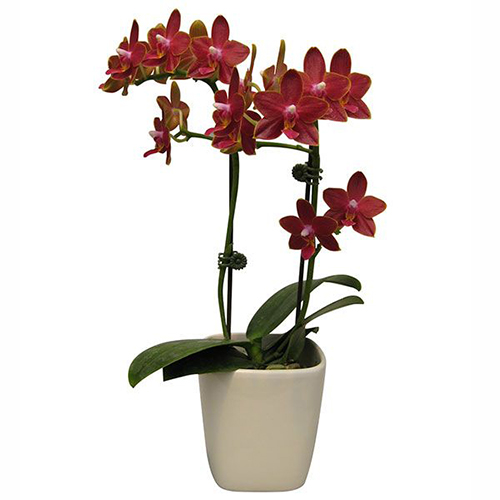 Phalaenopsis Pot Plant 2361(F) / 2