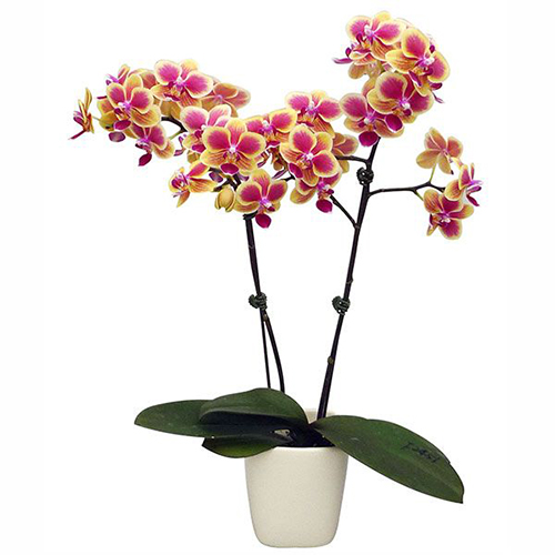 Phalaenopsis Pot Plant 2451(F) / 2