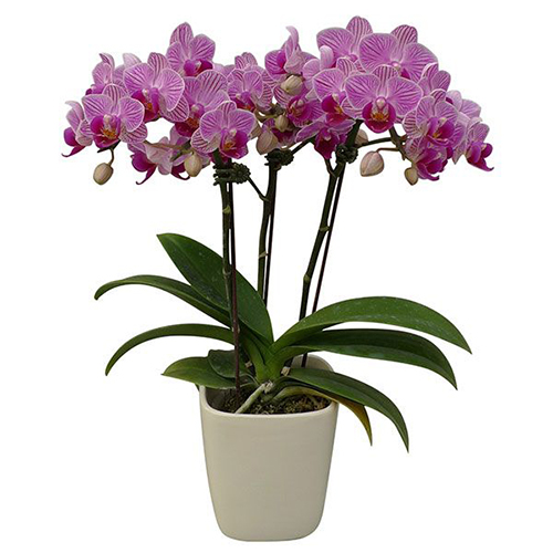 Phalaenopsis Pot Plant 2510(F) / 2