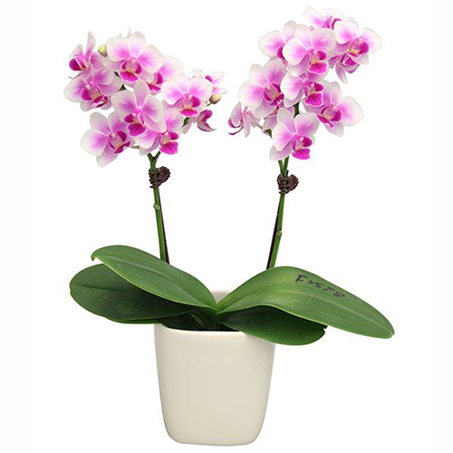 Phalaenopsis Pot Plant 2598(F) / 2