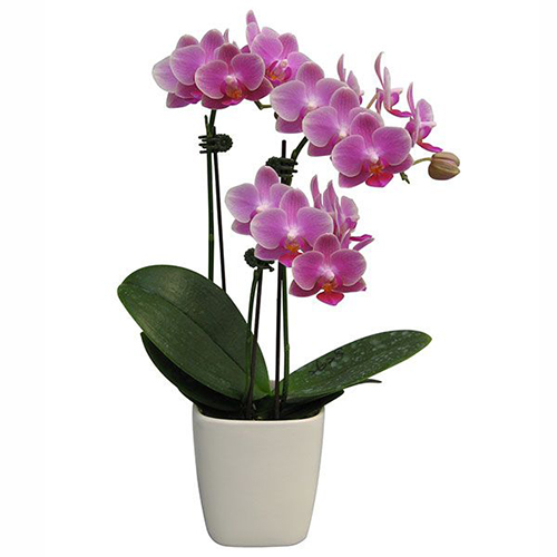 Phalaenopsis Pot Plant 2628(F) / 2