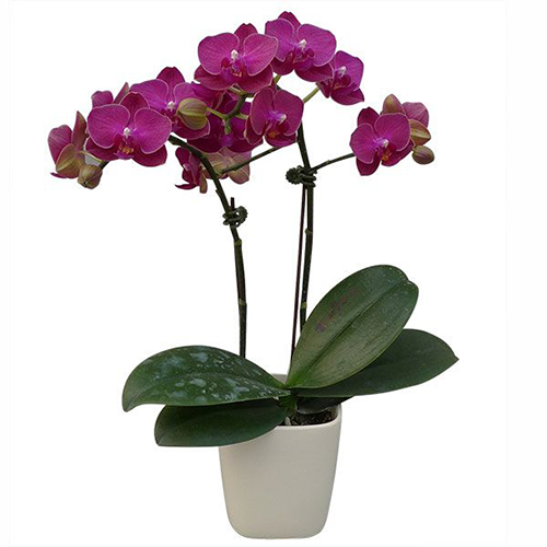 Phalaenopsis Pot Plant 2702(F) / 2