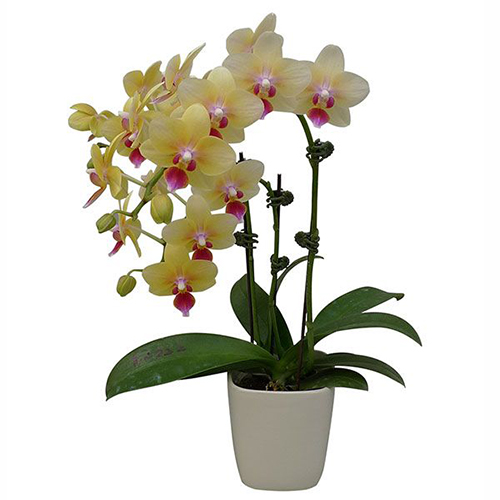 Phalaenopsis Pot Plant 2722(F) / 2