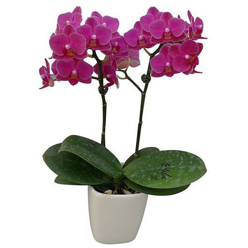 Phalaenopsis Pot Plant 2743(F) / 2