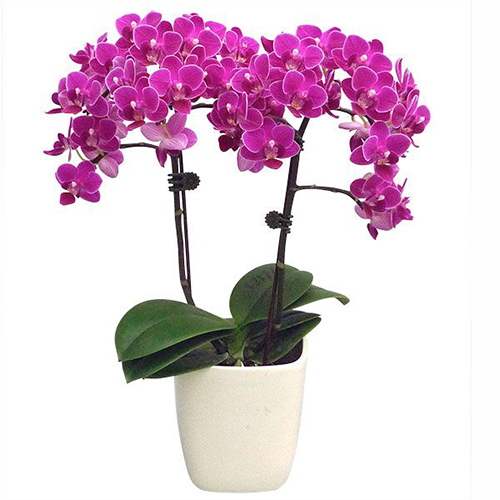 Phalaenopsis Pot Plant 3596(F) / 2
