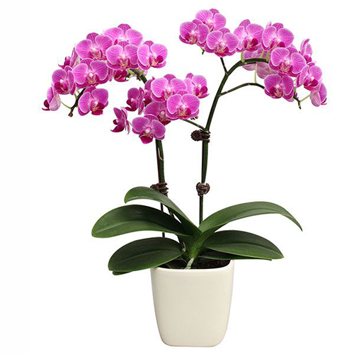Phalaenopsis Pot Plant 3615(F) / 2
