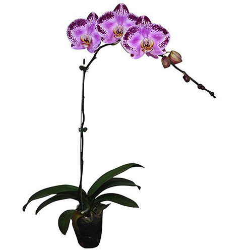 Phalaenopsis Pot Plant Happy Dancer / 2