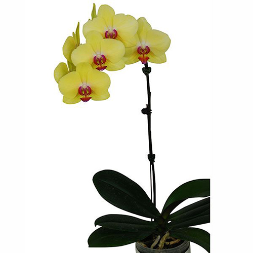 Phalaenopsis Pot Plant RBM0592 / 2