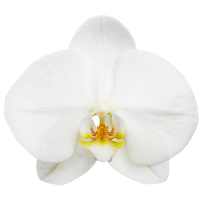 P. Sogo Yukidian V3 - Orchid
