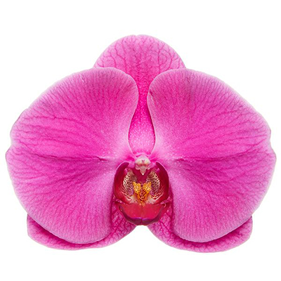 Dtps. Kung's Valentine V228 - Orchid