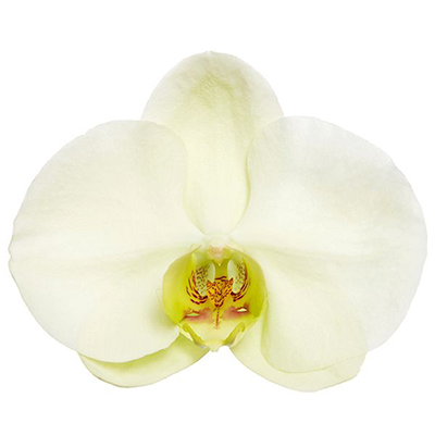 Dtps. Heliodor 'Darwin' V906 - Orchid