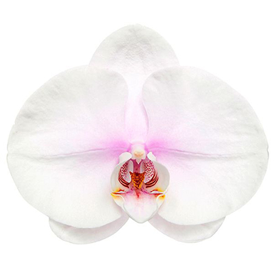 Dtps. Tai Lin Moon N12 - Orchid