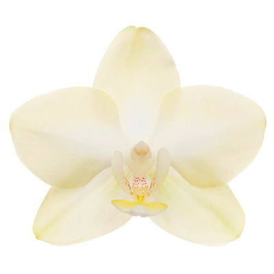 P. Amazon Canary V761 - Orchid