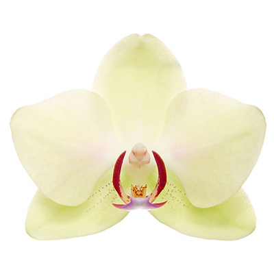P. Fortune Saltzman V694 - Orchid