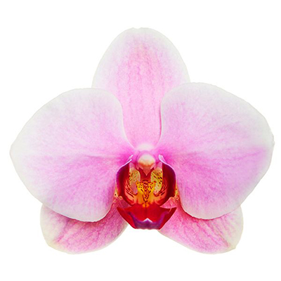 Dtps. Happy Valentine x P. Otoglade V712 - Orchid