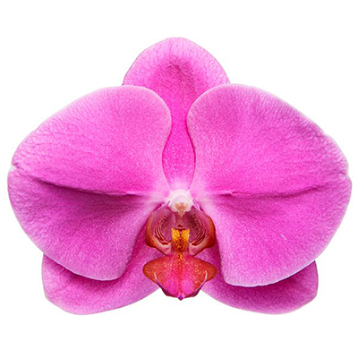 Dtps. Luchia Quest N86 - Orchid