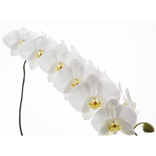 P. Sogo Yukidian V3 - Orchid / 2