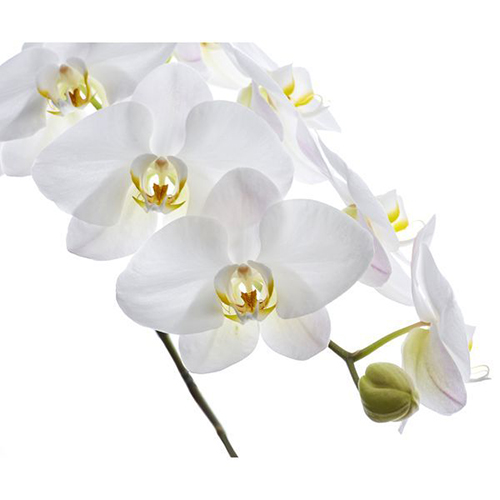 P. Sogo Yukidian V3 - Orchid / 3