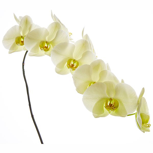 Dtps. Heliodor 'Darwin' V906 - Orchid / 2