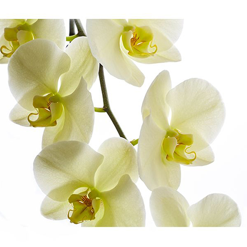 Dtps. Heliodor 'Darwin' V906 - Orchid / 3