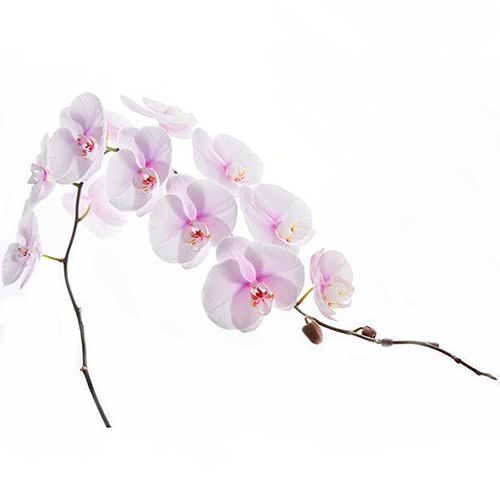 Dtps. Tai Lin Moon N12 - Orchid / 2