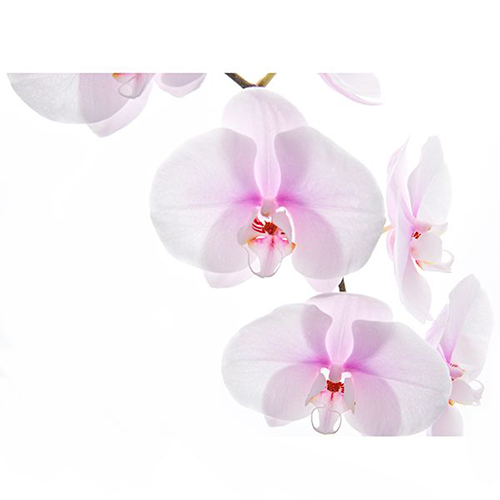 Dtps. Tai Lin Moon N12 - Orchid / 3