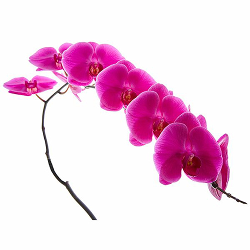 Dtps. Kung's Valentine V228 - Orchid / 2