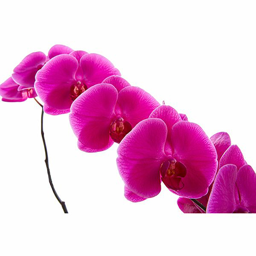 Dtps. Kung's Valentine V228 - Orchid / 3