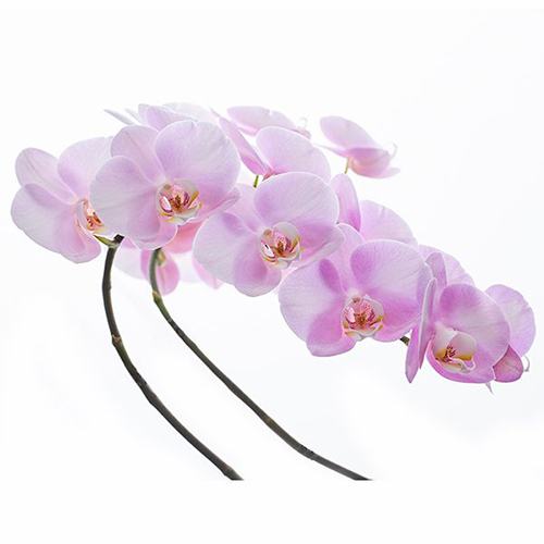 Dtps. Tai Ling Pink x Dtps. Luchia Beauty V788 - Orchid / 2