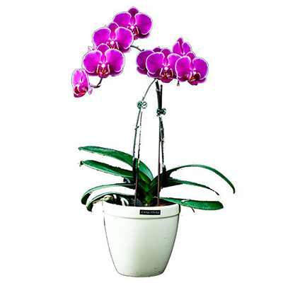 FS-102-Phalaenopsis