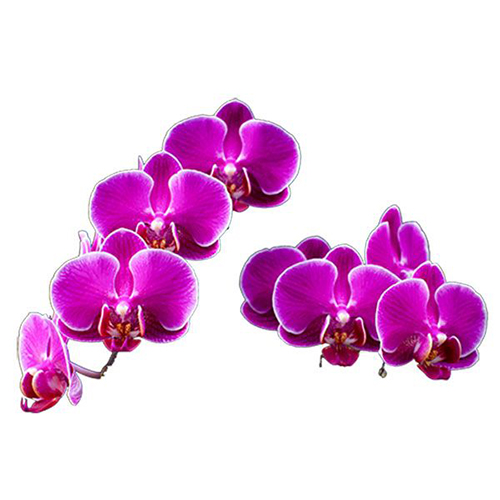 FS-102-Phalaenopsis / 2