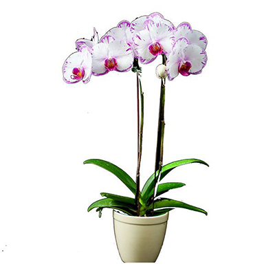 FS-101 Phalaenopsis