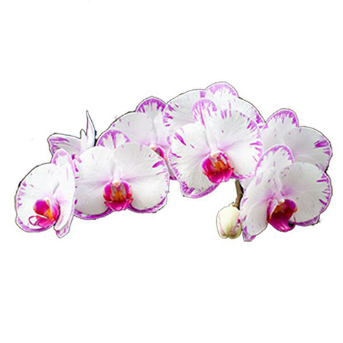 FS-101 Phalaenopsis / 2