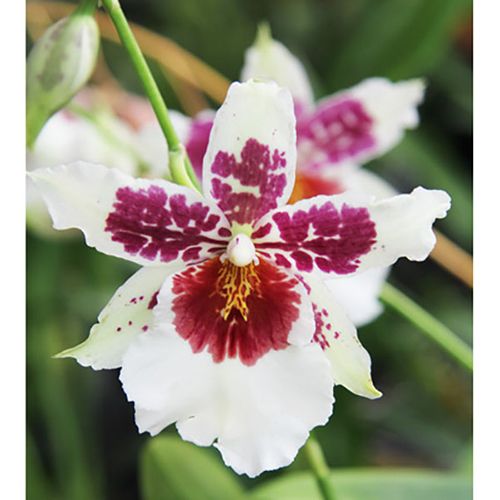 Bllra. Big Shot 'Hilo Sparkle' / 2