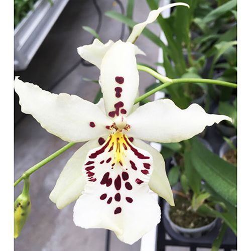 Bllra. Topic Lily 'Chocolate Drop' / 2