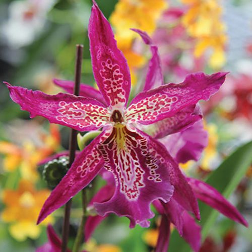 Bllra. Marfitch 'Howard's Dream' / 2