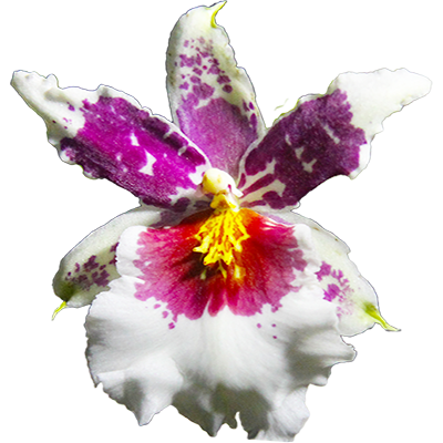 Bllra. Big Shot 'Hilo Sparkle'