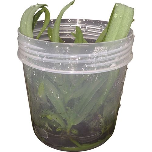 Patented Culture Container-Elongated / 2